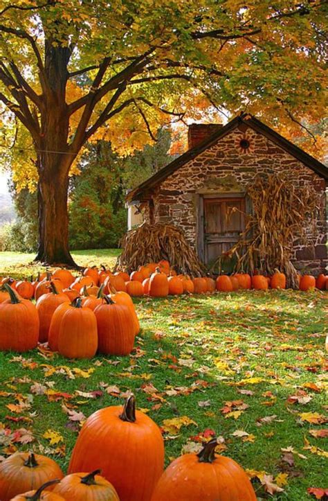 pumpkin fall scene|pretty fall pictures with pumpkins.